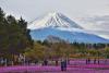 Tour Nhật Bản hoa tử đằng, hoa chi anh 5N4Đ khám phá Tokyo - Hakone - Yamanashi - Fuji, Bay Vietnam Airlines + KS 3,4*, khởi hành từ HCM