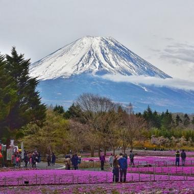 Tour Nhật Bản hoa tử đằng, hoa chi anh 5N4Đ khám phá Tokyo - Hakone - Yamanashi - Fuji, Bay Vietnam Airlines + KS 3,4*, khởi hành từ HCM