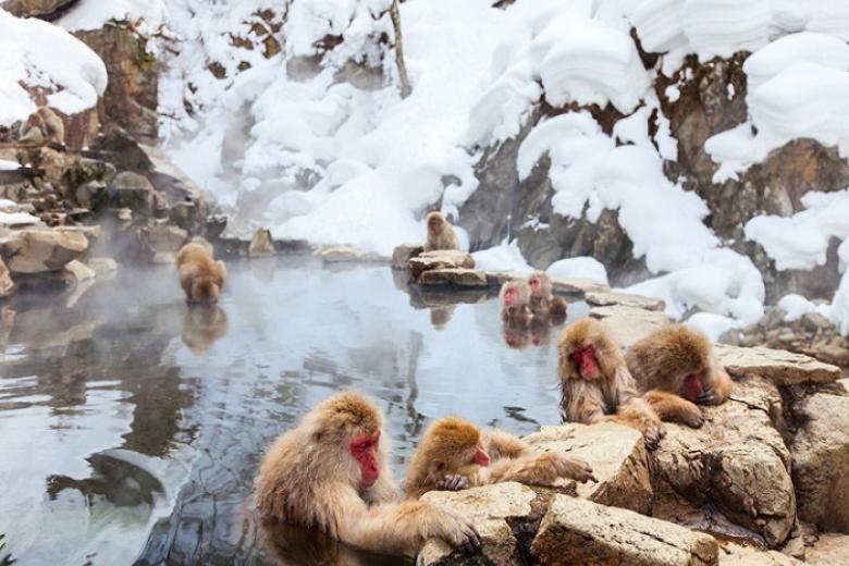 Công viên khỉ tuyết hoang dã Jigokudani