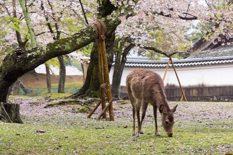 Công viên Nara