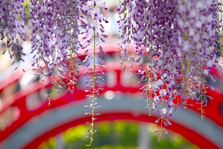 Ngắm hoa tử đằng tại đền Kameido