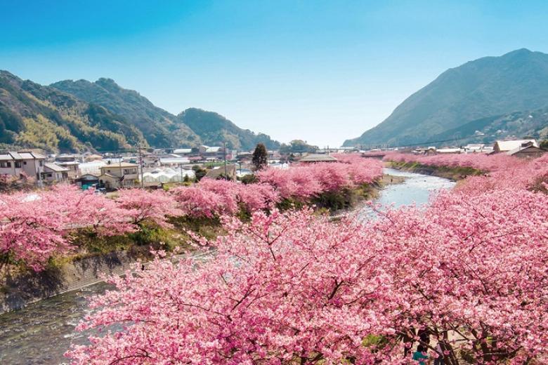 Lễ hội hoa anh đào Kawazu Sakura Festival