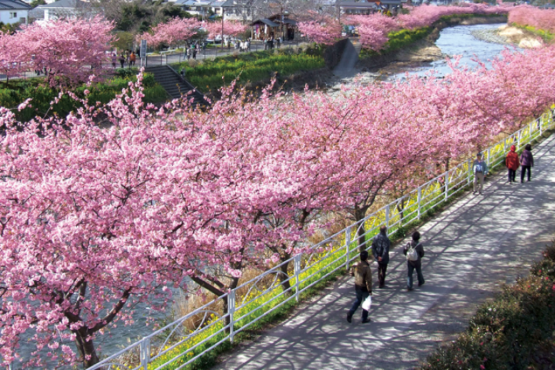 Lễ hội hoa anh đào Kawazu Sakura Festival