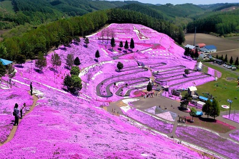 Lễ hội hoa chi anh Fuji Shibazakura