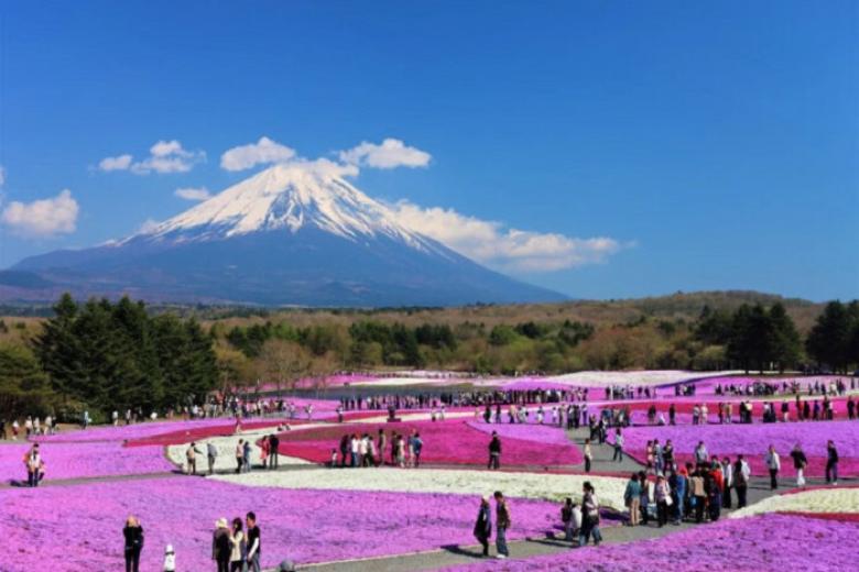 Lễ hội hoa chi anh Fuji Shibazakura