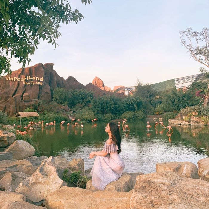 Những chú hồng hạc lớn trong vườn King's Garden