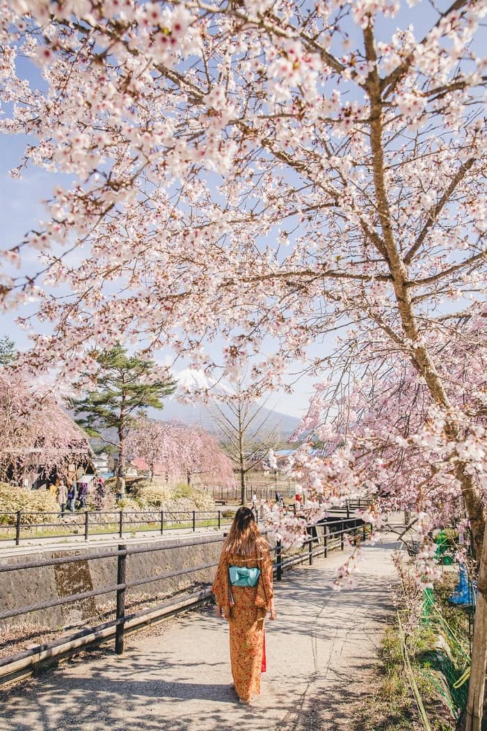 Ngất ngây trước vẻ đẹp đầy lãng mạn khi đi tour Nhật Bản