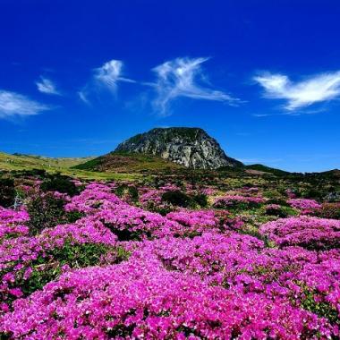 Tour khám phá đảo thiên đường Jeju 5N5Đ mùa hoa đỗ quyên, Bay Vietjet Air + KS 3*, khởi hành từ Đà Nẵng, giá ưu đãi