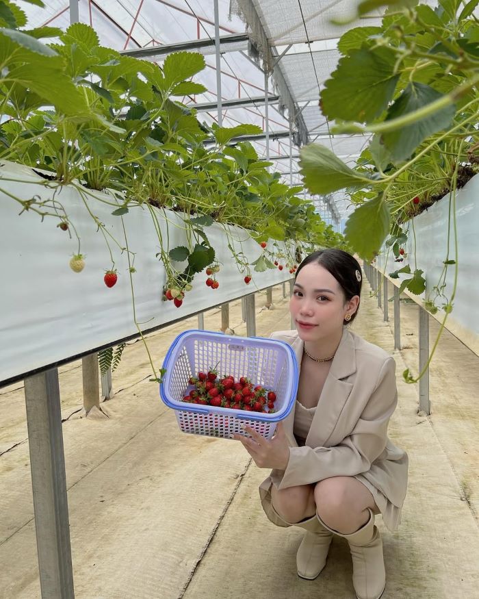 Hái dâu về làm quà tặng người thân khi bạn đi tour Puppy Farm