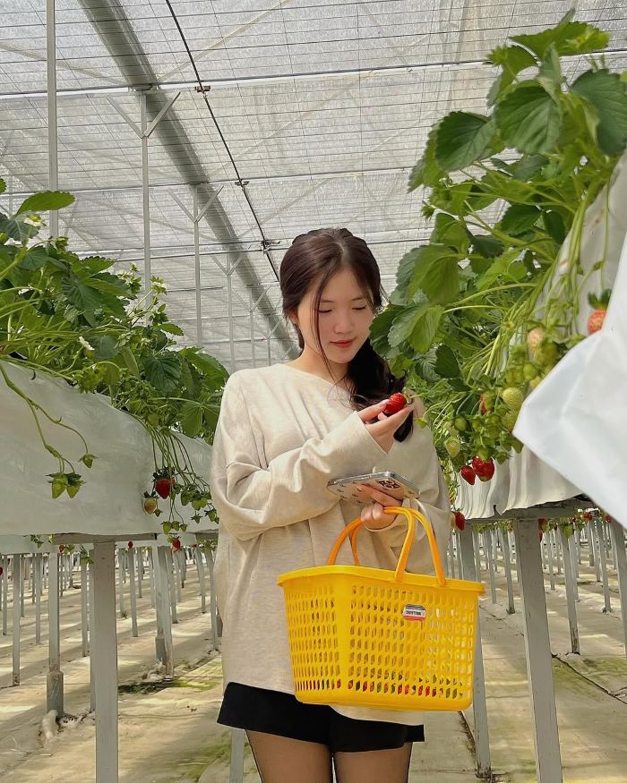 Trải nghiệm hái dâu khi đi tour du lịch Puppy Farm Đà Lạt