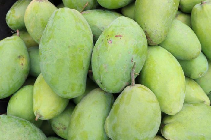 Sản phẩm xoài chất lượng được mang về làm quà khi đi tour Đăk Nông