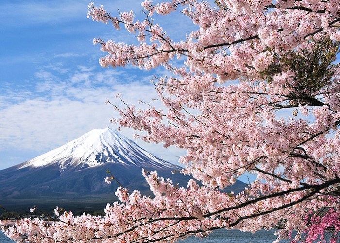 Lễ hội hoa anh đào tại công viên Botaniacal Garden – Fukuoka