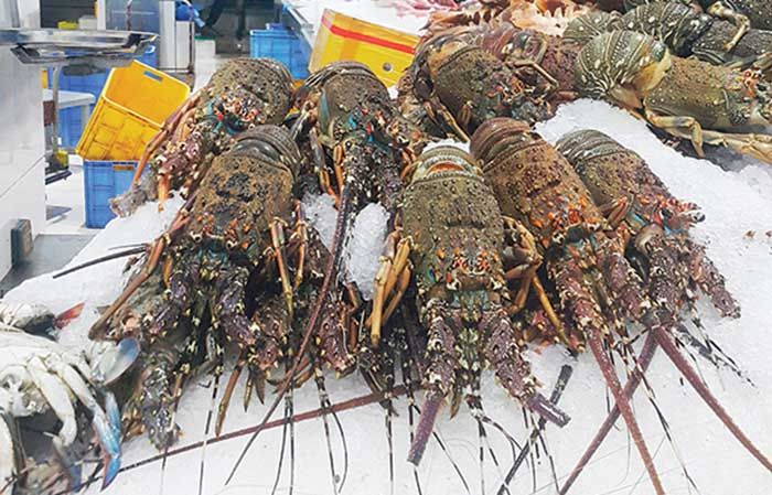 Chợ hải sản Deria Dubai nhiều điều thú vị