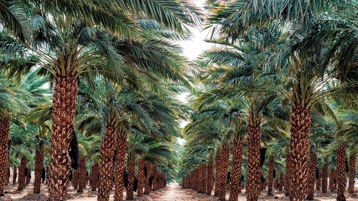 Những khu rừng trồng quả chà là Dubai với quy mô hàng ngàn ha