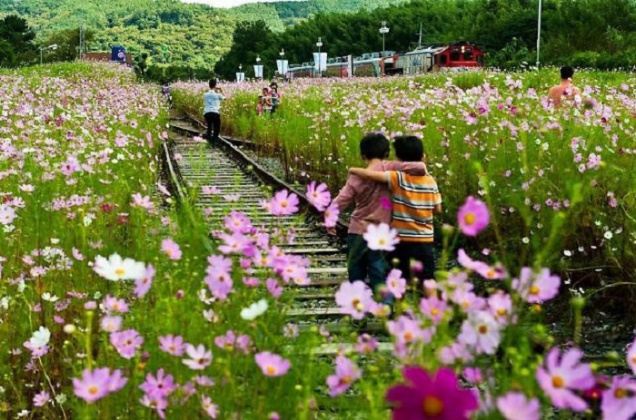 Kinh nghiệm du lịch Hàn Quốc tháng 9 - Lễ hội hoa cosmos