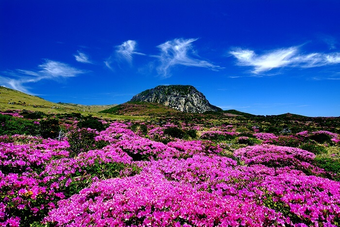Đi Jeju mùa nào đẹp - Ngọn núi cao nhất Hàn Quốc