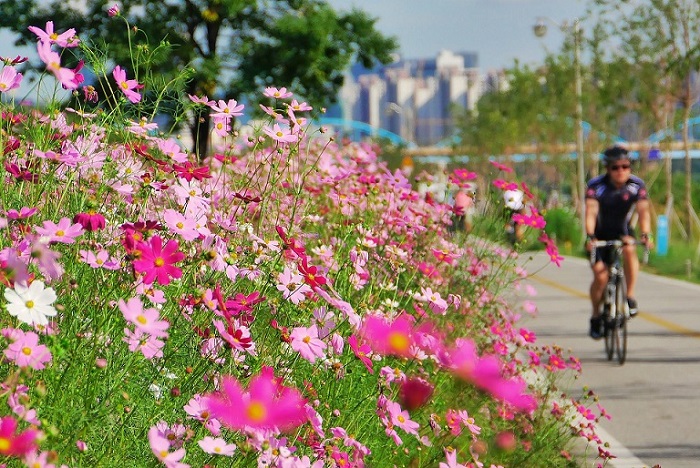 Kinh nghiệm du lịch Hàn Quốc tháng 9 - Hàng ngàn bông hoa đang khoe sắc