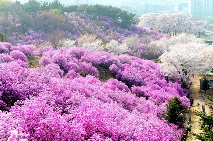 Đi Jeju mùa nào đẹp - Mùa xuân trên đảo Jeju.