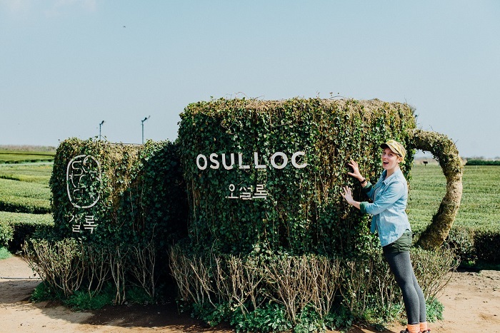 Đi Jeju mùa nào đẹp -Bảo tàng trà xanh O’Sulloc