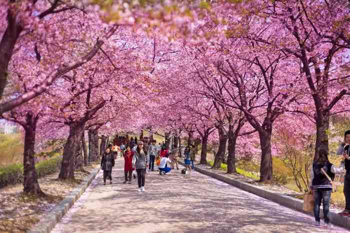 Địa điểm du lịch Seoul - Công viên Yeouido - Nơi tổ chức lễ hội Hoa Anh Đào nổi tiếng