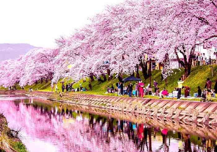 Bật Mí” Sức Hút Khi Du Lịch Hàn Quốc Mùa Xuân