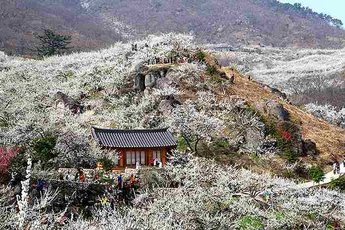 Du lịch hàn quốc mùa xuân - Hoa mai ở hàn Quốc mang màu trắng tinh khôi 