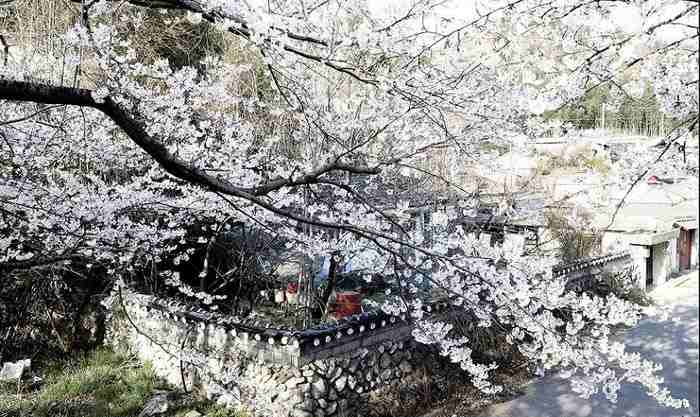 Du lịch hàn quốc mùa xuân - Ngôi làng Seomjin đắm mình  trong sắc hoa mai trắng