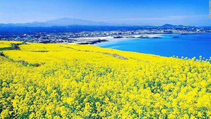 Du lịch hàn quốc mùa xuân - Thiên nhiên đảo Jeju thật tươi mới. 