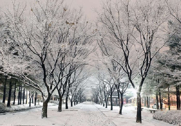 Kinh nghiệm du lịch Hàn Quốc tháng 12 - Thời tiết tháng 12 ở Hàn Quốc thời điểm này khô và khá lạnh