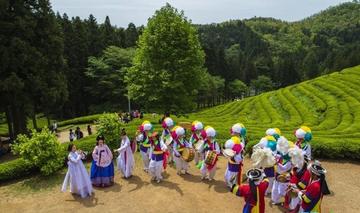 Mặc gì khi du lịch Hàn Quốc tháng 5 trong lễ hội trà