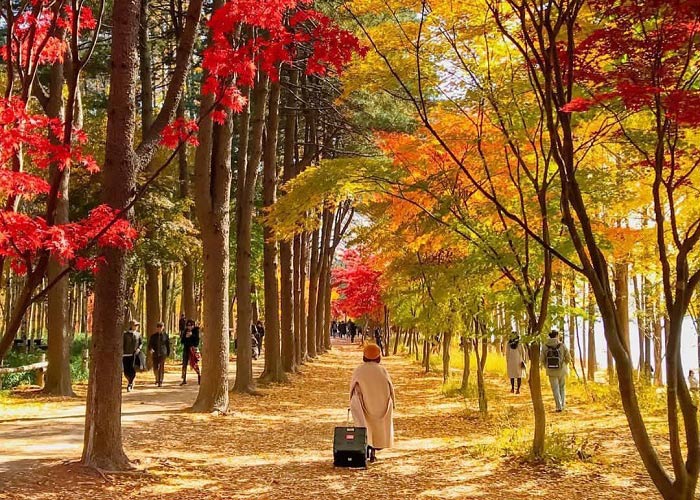 Lưu ý khi du lịch Hàn Quốc mùa thu