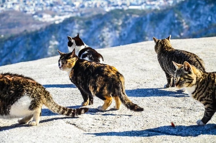 Núi Bukhansan - Rất nhiều mèo hoang dã sinh sống tự nhiên ở núi Bukhansan