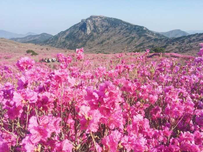 Lễ hội hoa đỗ quyên Hàn Quốc - Lễ hội hoa đỗ quyên Hàn Quốc được tổ chức vào mùa xuân