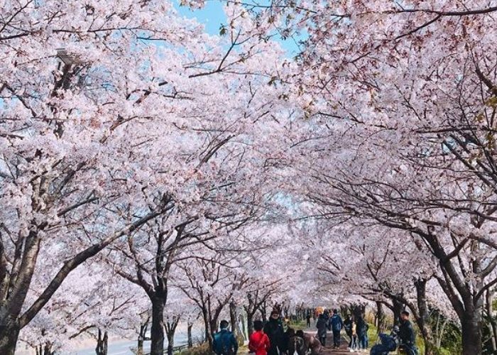 Du lịch Busan mùa Xuân ngắm hoa anh đào tại công viên