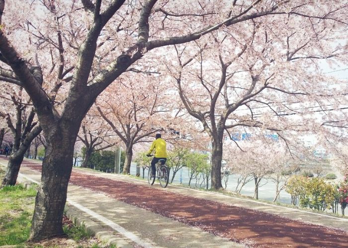 Du lịch Busan mùa Xuân cuối tháng Ba