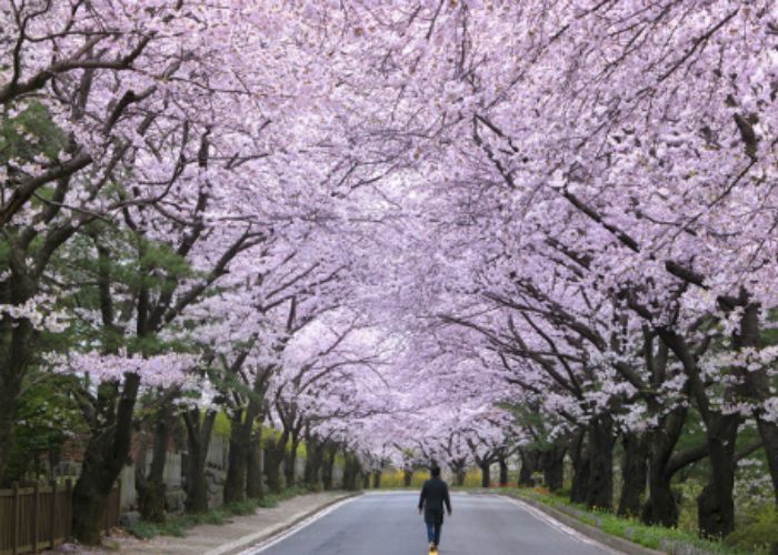 Du lịch Busan mùa Xuân ngắm hoa anh đào