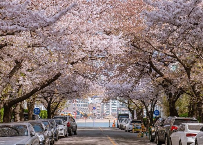 Du lịch Busan mùa Xuân ngắm hoa anh đảo khắp mọi nẻo đường