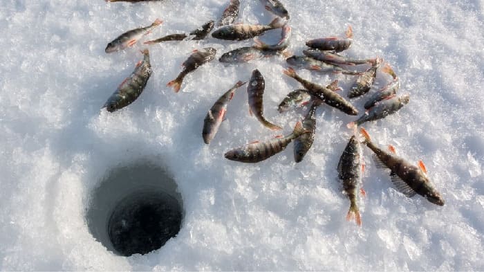 Lễ hội câu cá hồi trên băng - Những chú cá hồi tươi ngon.