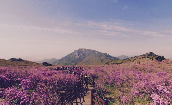 Lễ hội hoa đỗ quyên Hàn Quốc - Thung lũng giữa những đỉnh núi ngập tràn hoa đỗ quyên.