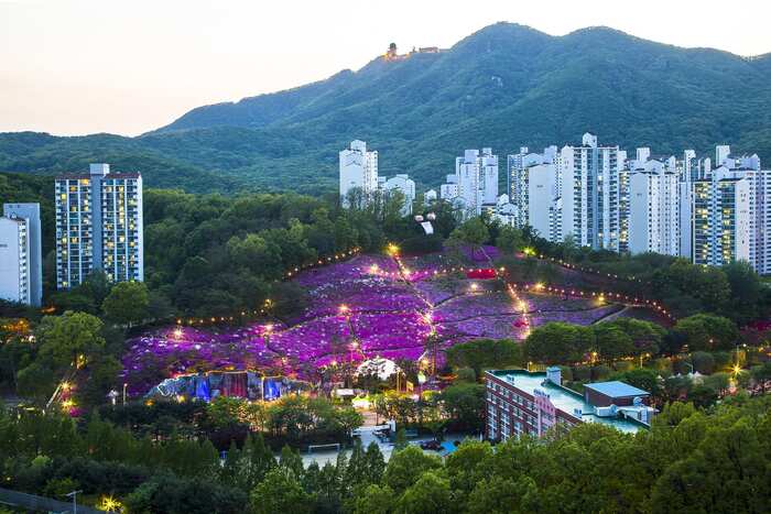 Lễ hội hoa đỗ quyên Hàn Quốc - Toàn cảnh lễ hội hoa đỗ quyên hoàng gia Gunpo