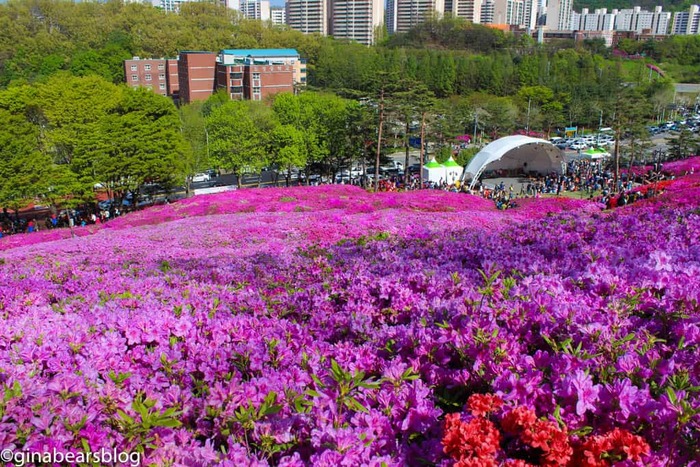 Lễ hội hoa đỗ quyên Hàn Quốc - Lễ hội tổ chức nhiều biểu trình diễn âm nhạc hiện đại lẫn truyền thống. 