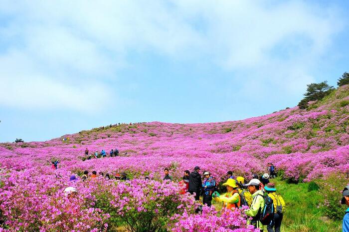 Lễ hội hoa đỗ quyên Hàn Quốc - Những ngọn núi phủ đầy sắc hồng đỗ quyên