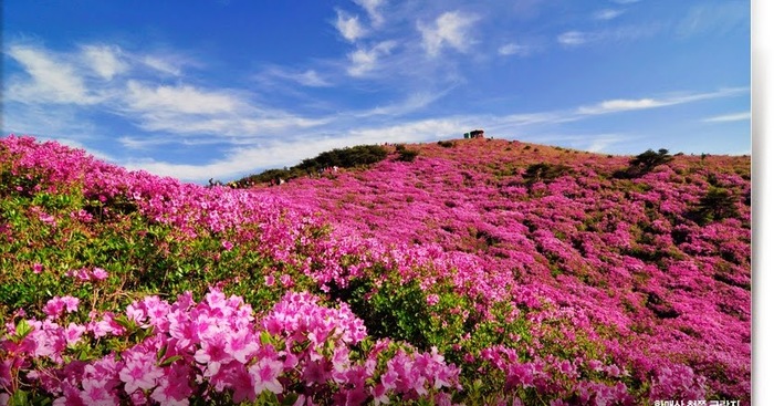 Lễ hội hoa đỗ quyên Hàn Quốc - Một bức tranh thiên nhiên màu sắc tạo cảm giác phấn khởi cho một năm mới bắt đầu