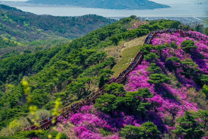 Lễ hội hoa đỗ quyên Hàn Quốc - Những lối nhỏ dẫn lên đỉnh núi Yeongchwisan