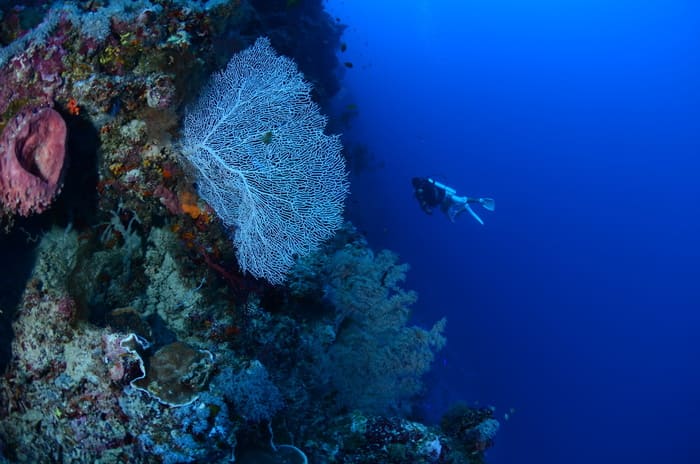 biển Indonesia - Cảnh đẹp thiên nhiên dưới biển được con người khám phá