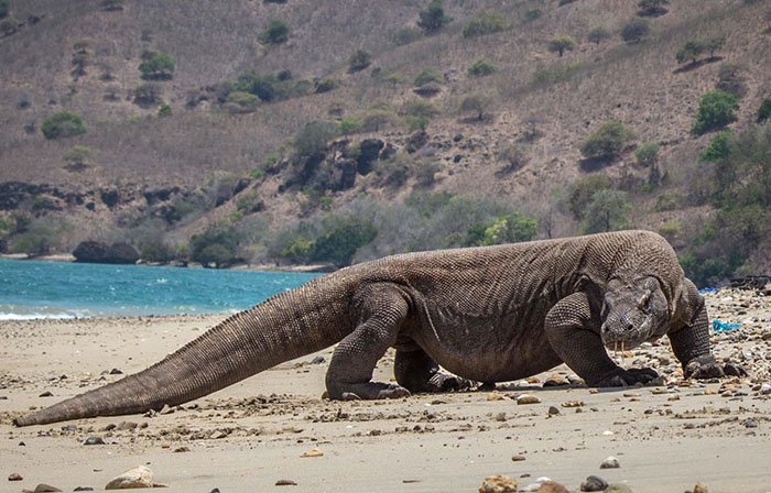 Indonesia có gì đặc biệt - Rồng Komodo trong truyền thuyết. 