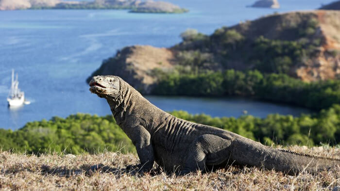 Đảo Komodo - Những chú rồng Komodo vạm vỡ.