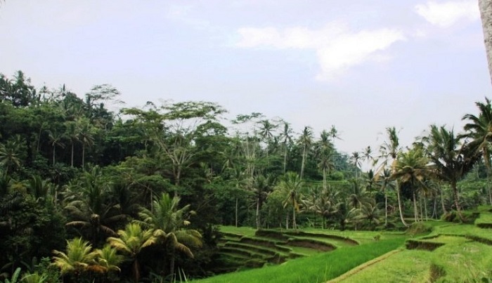 Đền Pura Gunung Kawi - Quang cảnh cánh đồng lúa xung quanh