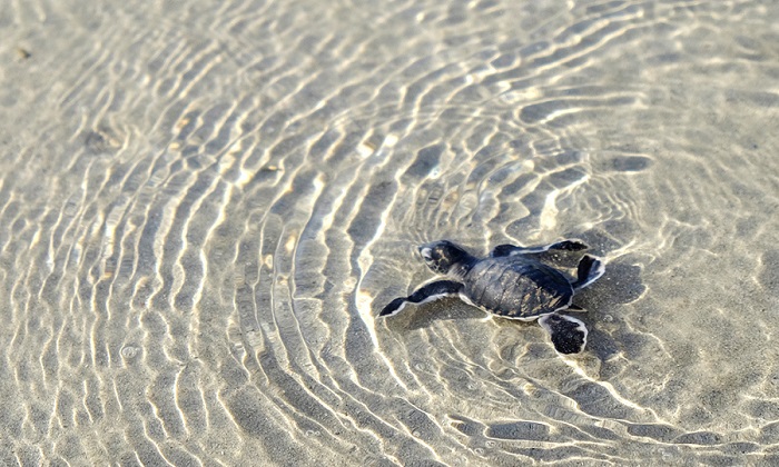 Đảo Belitung - Thả rùa về biển là môt hoạt động ý nghĩa bạn có thể tham gia.