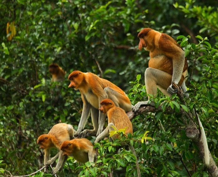 Đảo Kalimantan - Ngắm những chú khỉ ngộ nghĩnh